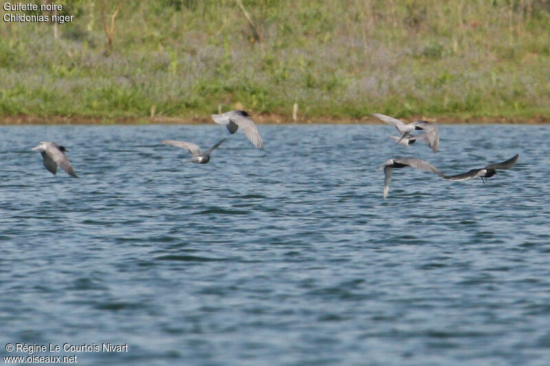 Black Tern