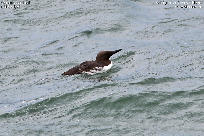 Common Murre