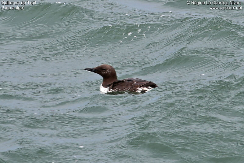 Guillemot de Troïl