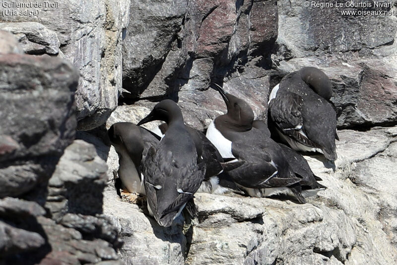 Guillemot de Troïl