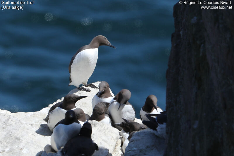 Guillemot de Troïl