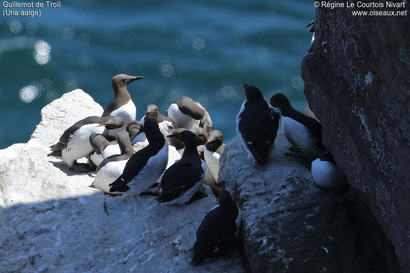 Guillemot de Troïl