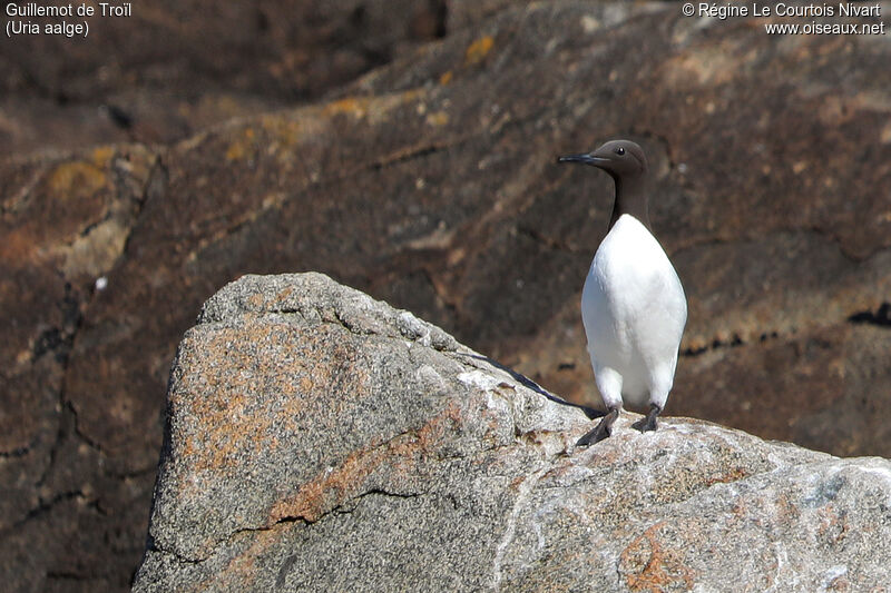 Guillemot de Troïl