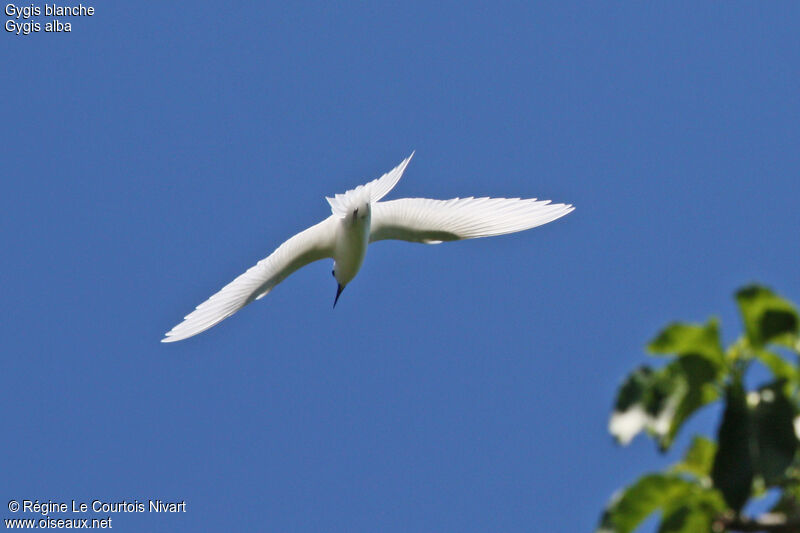 White Ternadult