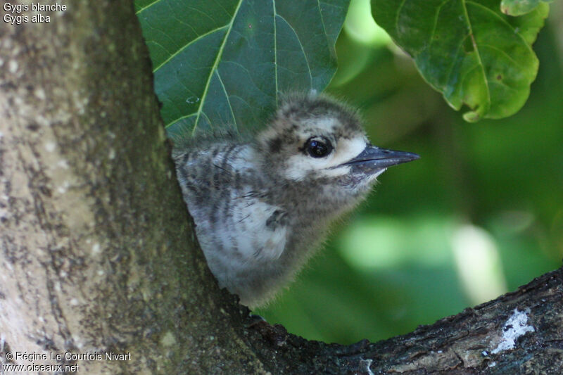 White Ternjuvenile