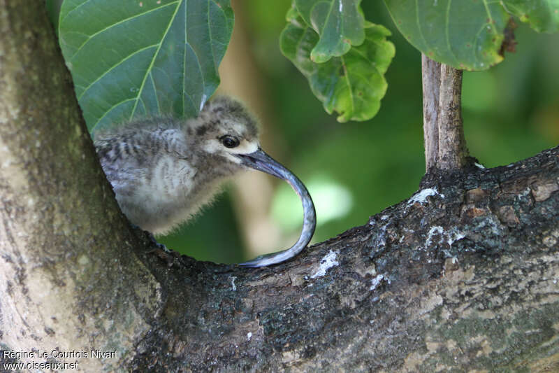 White Ternjuvenile, feeding habits