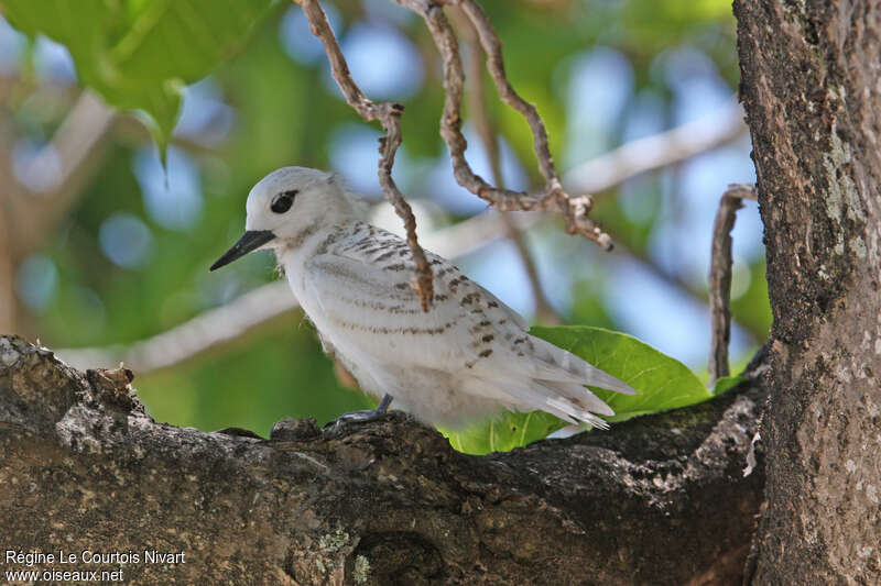 Gygis blancheimmature, identification