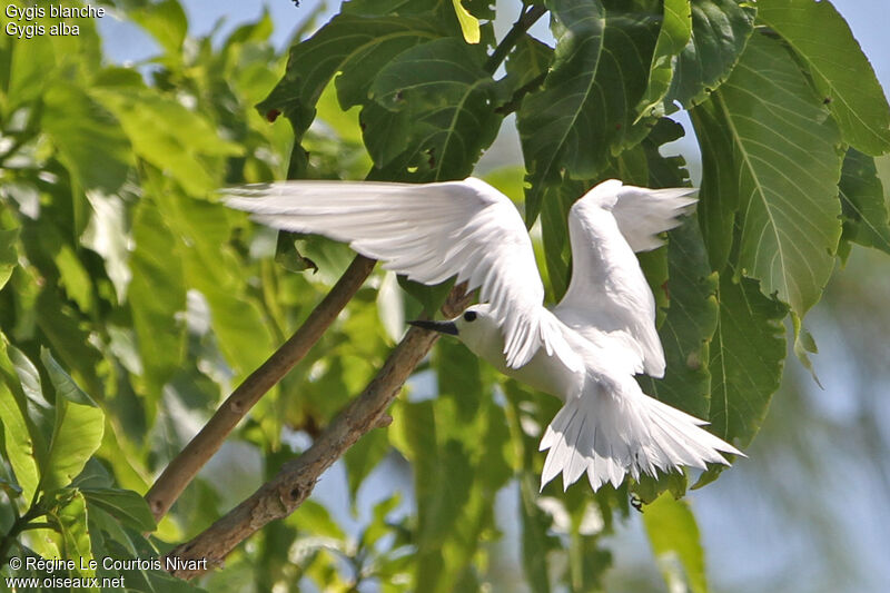 White Ternadult