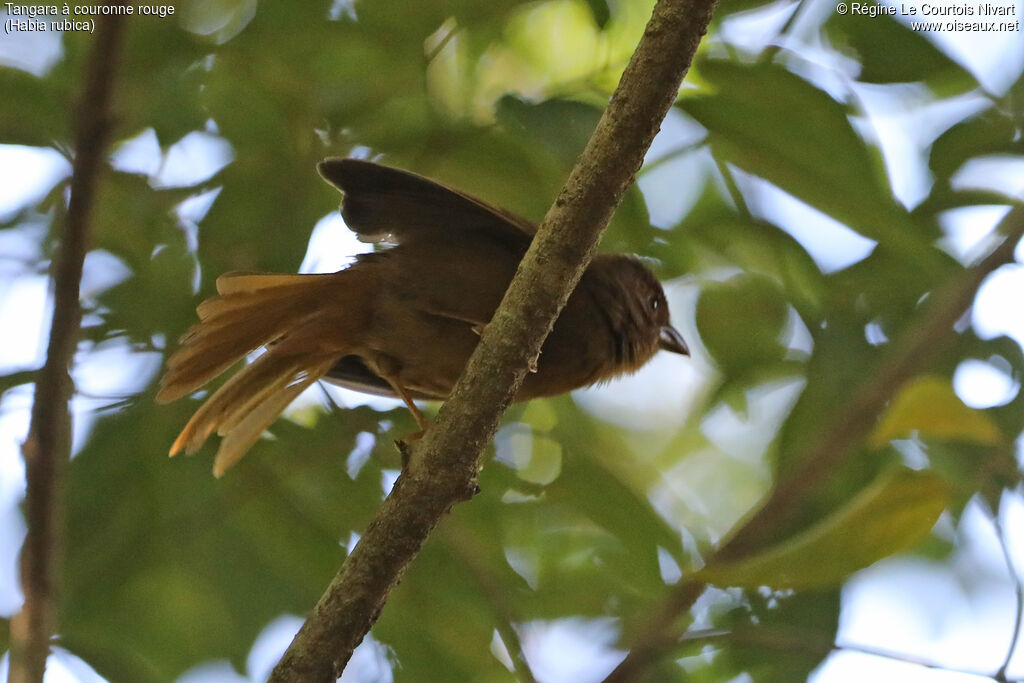 Habia à couronne rouge