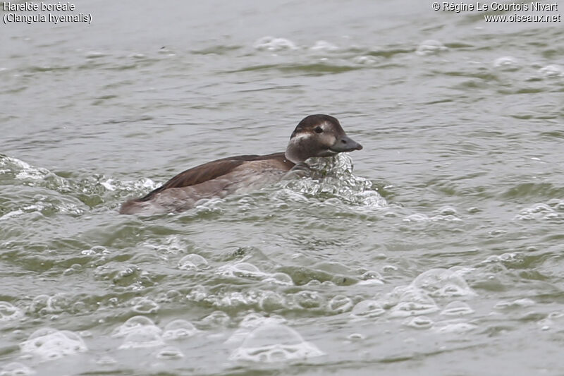 Long-tailed Duck