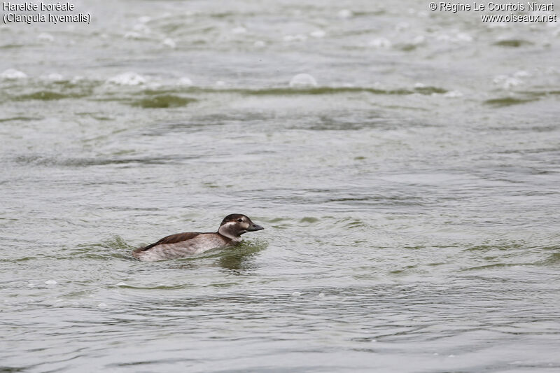 Long-tailed Duck