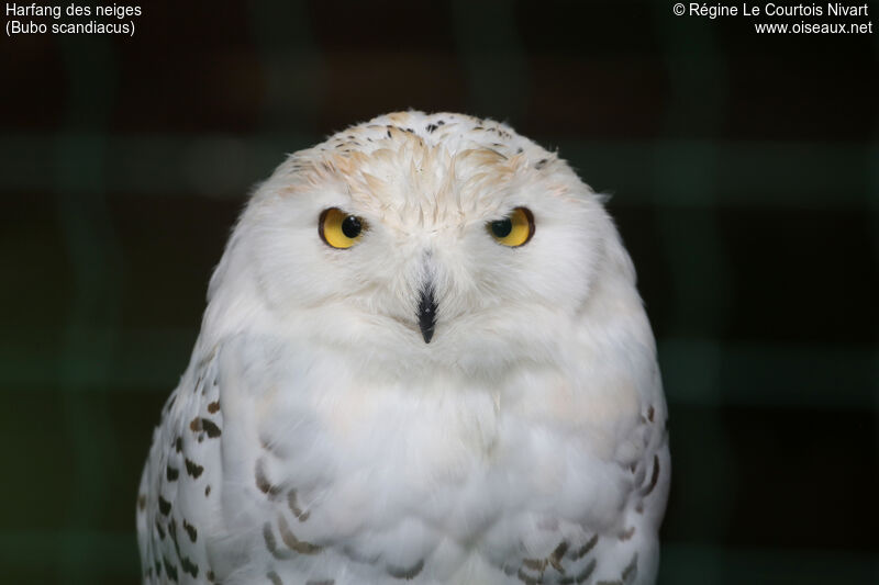 Harfang des neiges