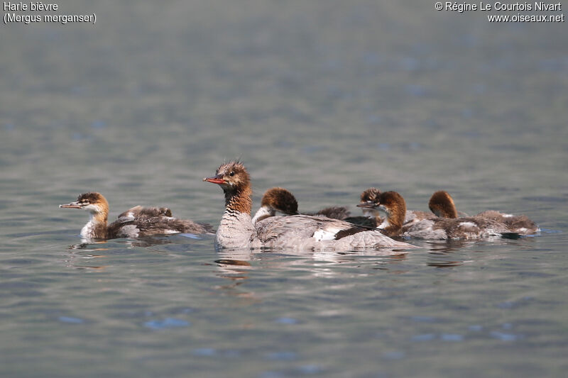 Common Merganser