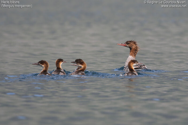 Common Merganser