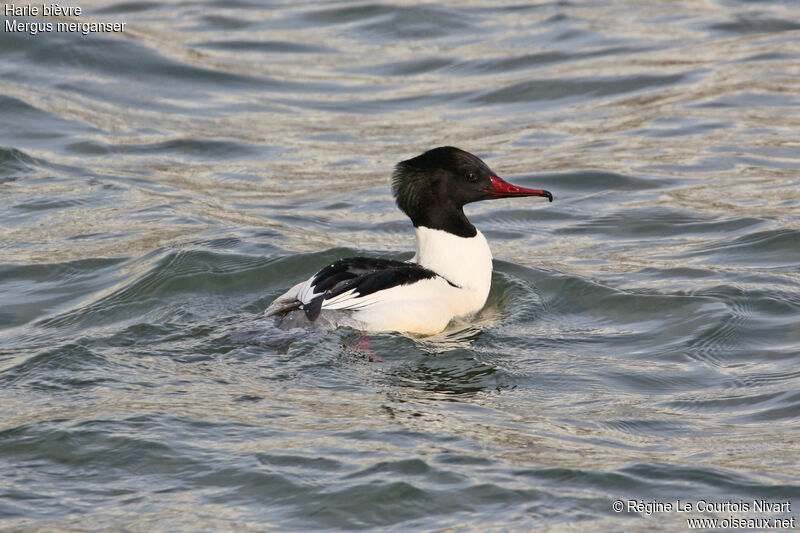 Common Merganser male adult, identification