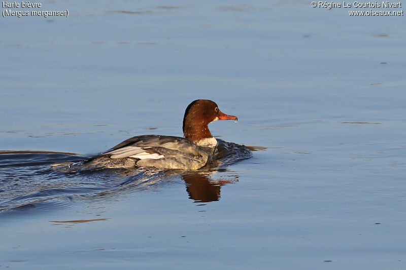 Common Merganser