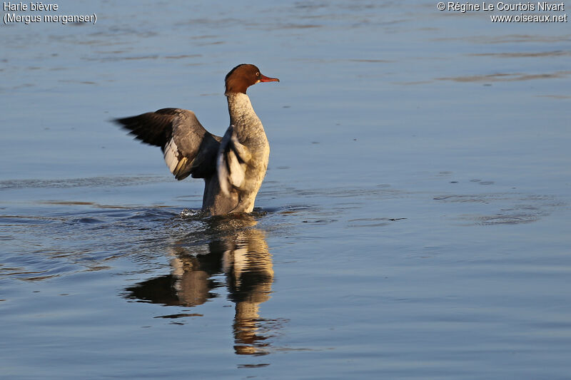 Common Merganser