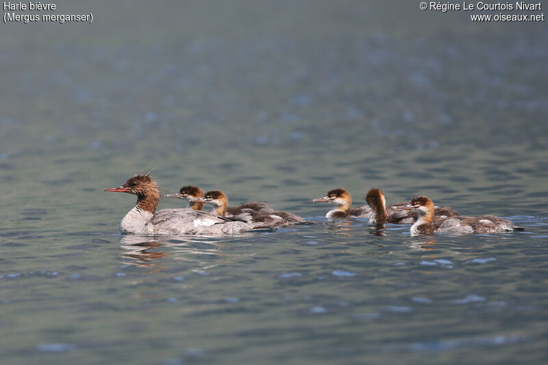 Common Merganser