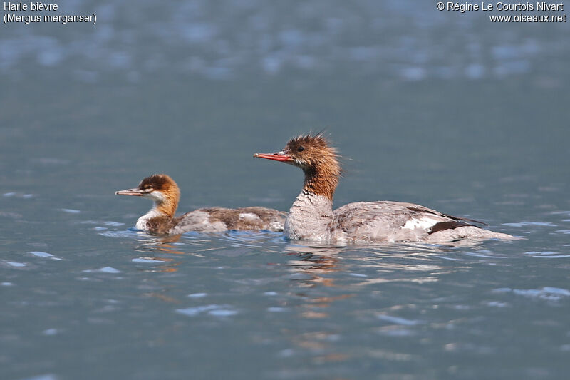 Common Merganser