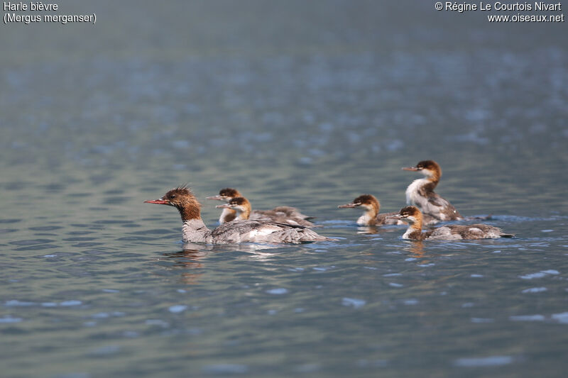 Common Merganser