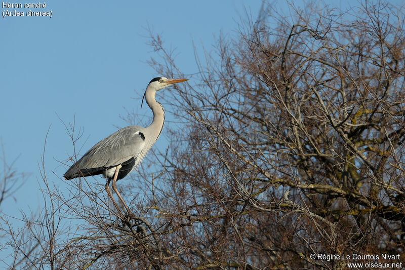 Grey Heron