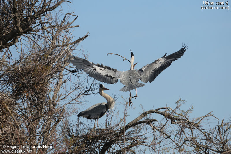 Grey Heronadult, Reproduction-nesting