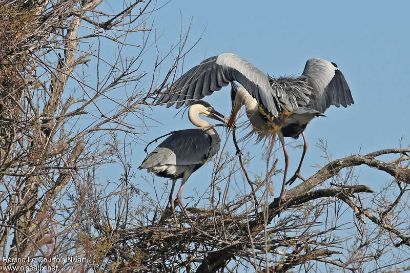 Grey Heronadult, Reproduction-nesting