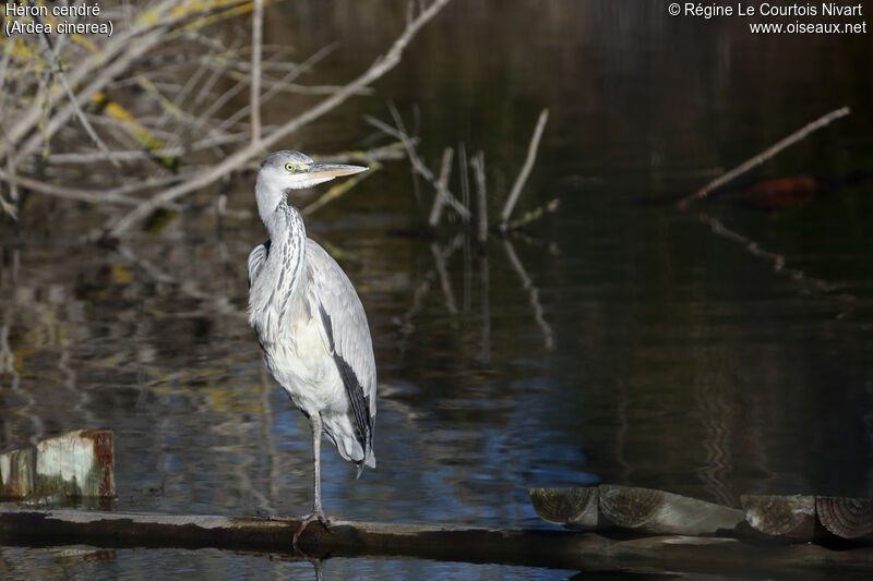 Grey Heron