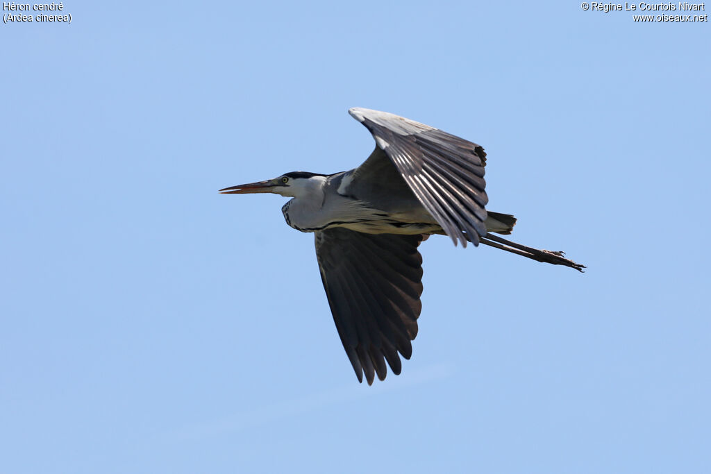 Grey Heron