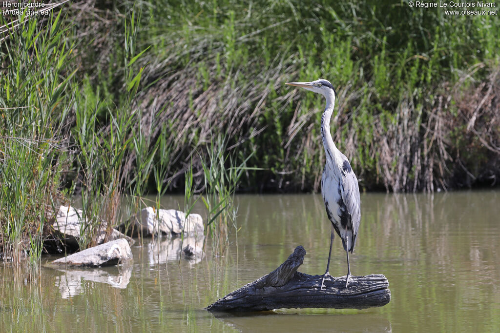 Grey Heron
