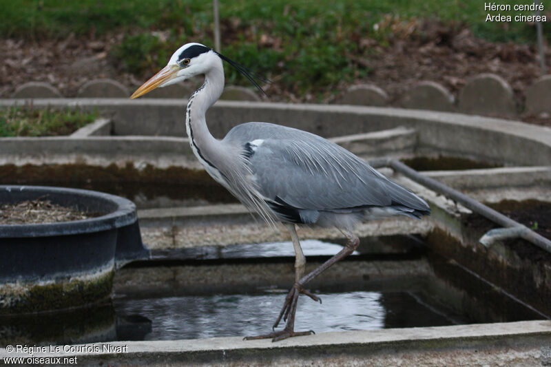 Grey Heron