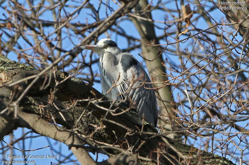 Grey Heron