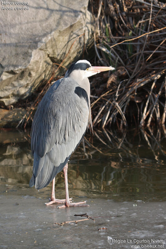 Grey Heron