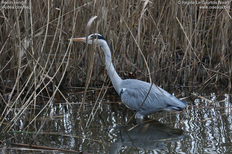 Grey Heron