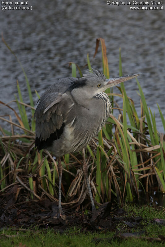 Grey Heron