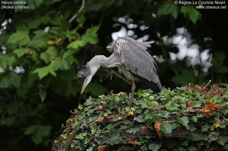 Grey Heronimmature