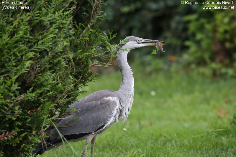 Grey Heronimmature, feeding habits, fishing/hunting, eats