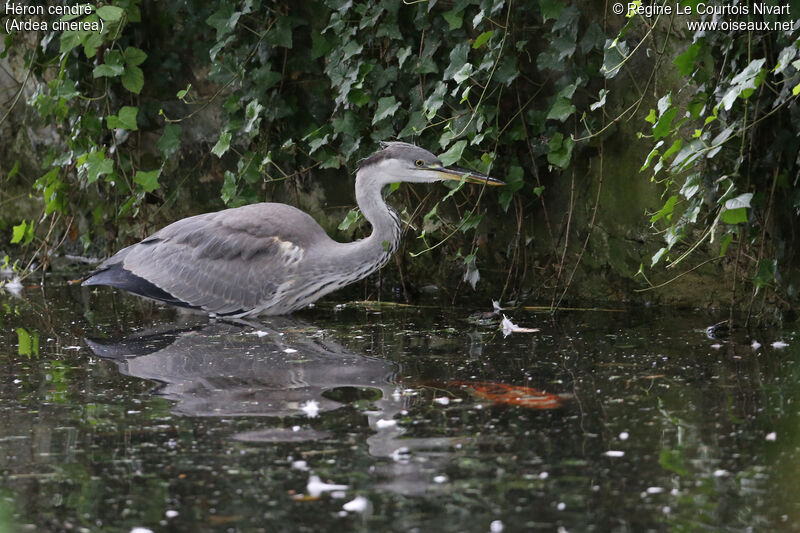 Grey Heronimmature