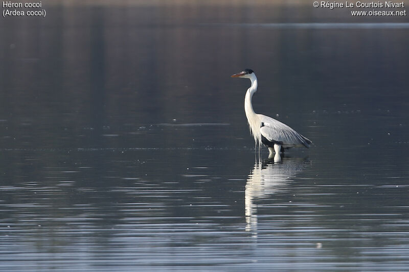 Cocoi Heron