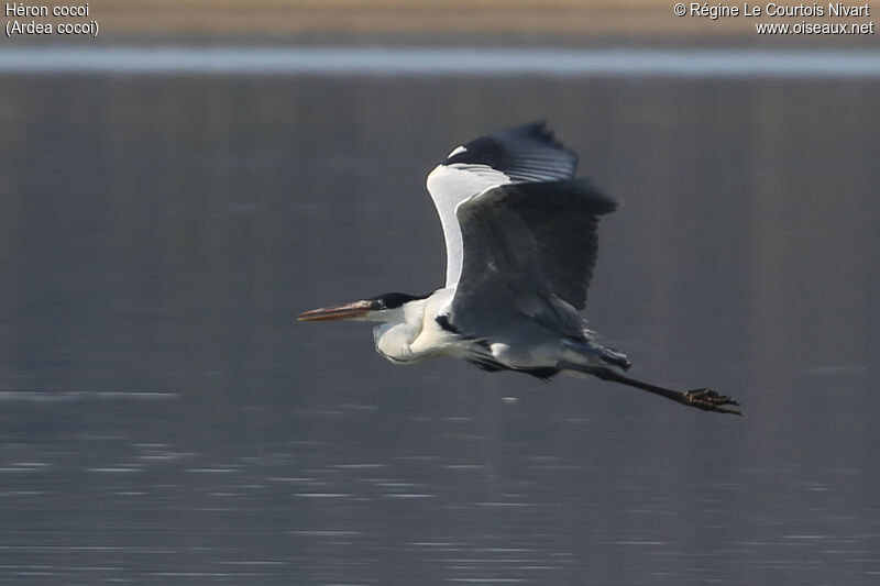 Cocoi Heron