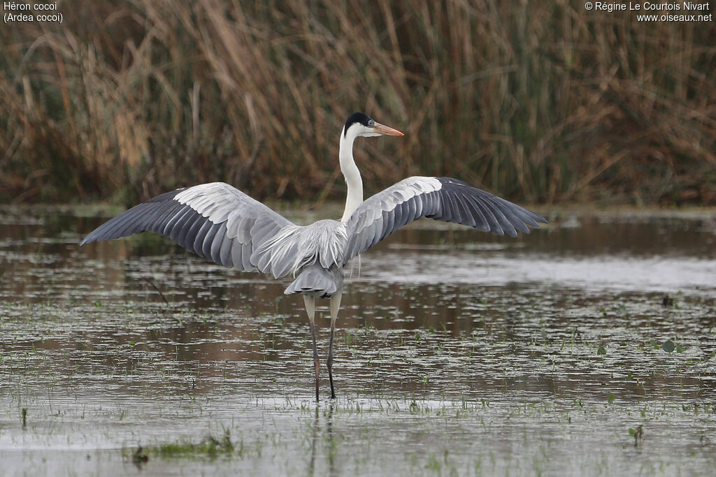 Héron cocoiadulte, composition
