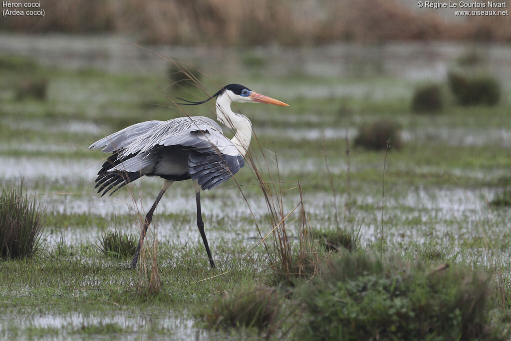 Héron cocoiadulte nuptial, identification