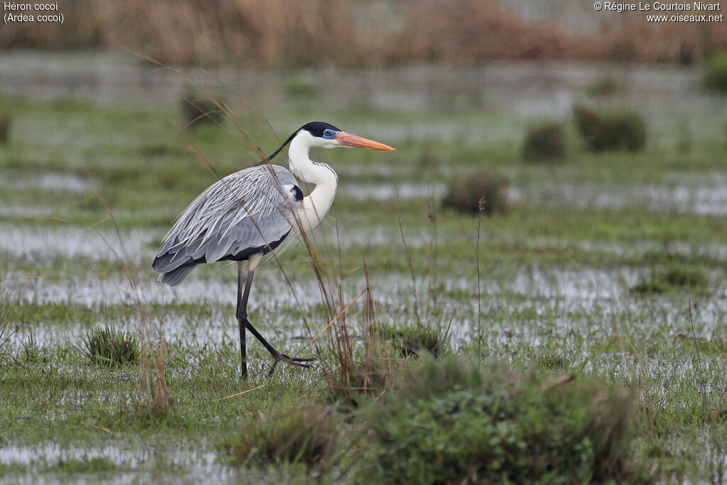 Héron cocoiadulte nuptial