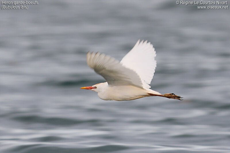 Western Cattle Egret