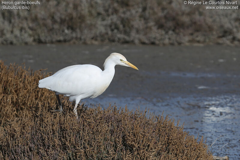 Western Cattle Egret