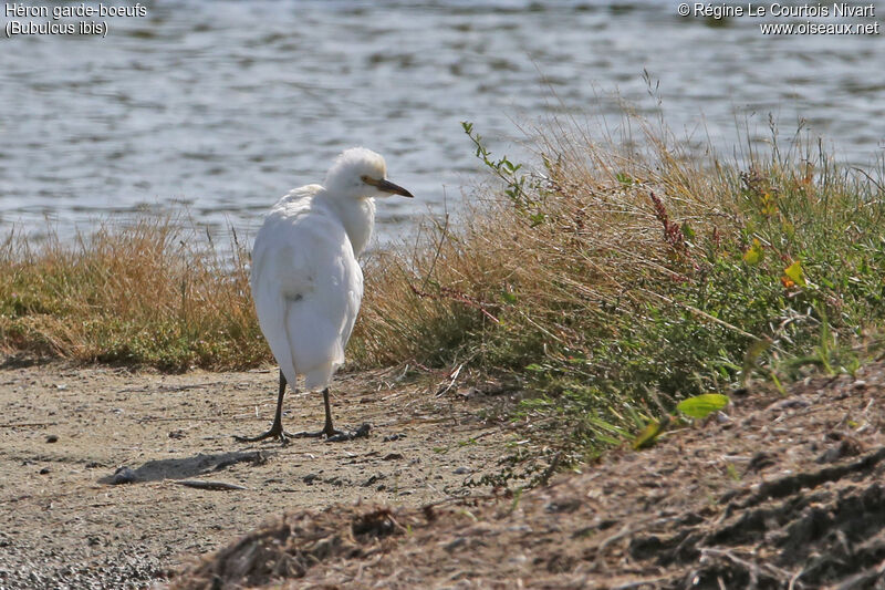 Western Cattle Egret