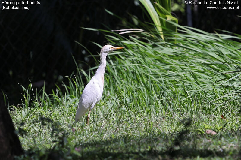 Western Cattle Egret