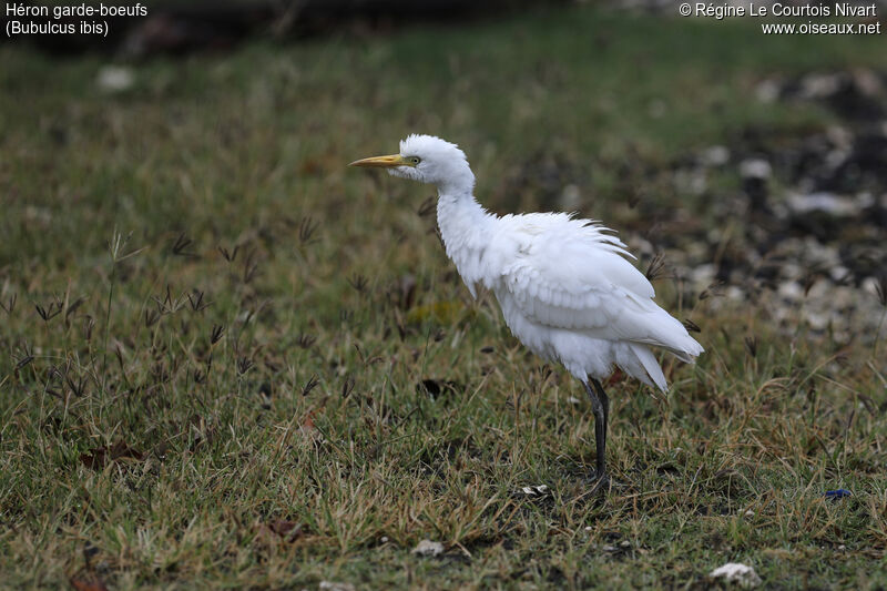 Western Cattle Egret