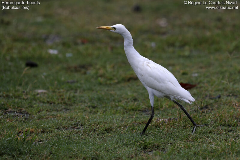 Western Cattle Egret