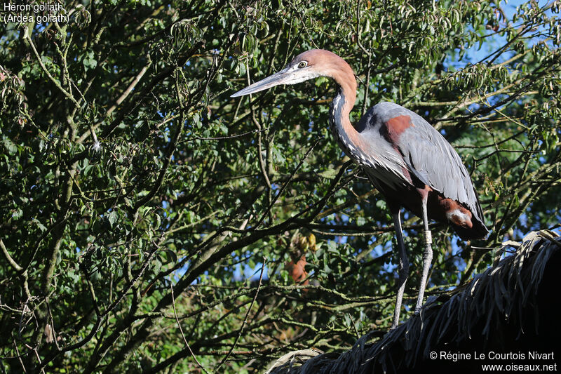 Goliath Heron